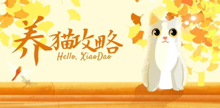 猫咪训练教程+养猫攻略大全