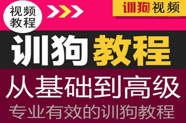 2020年训练狗全套课程