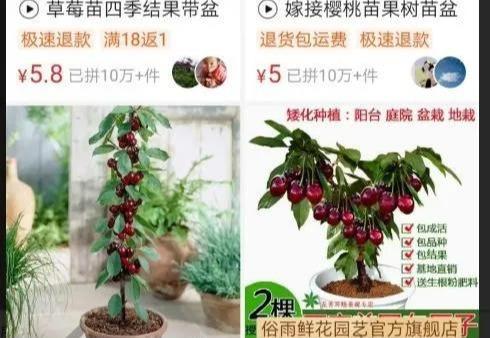 盆栽果树闲鱼免费送,邮费项目了解下