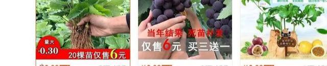 盆栽果树闲鱼免费送,邮费项目了解下
