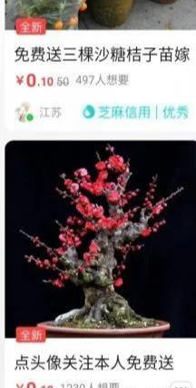 盆栽果树闲鱼免费送,邮费项目了解下