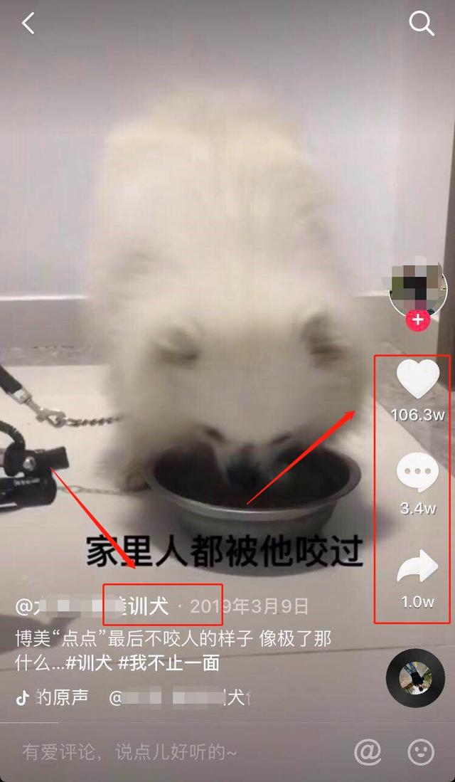 教你出售训狗教程来变现,也能有高收益!