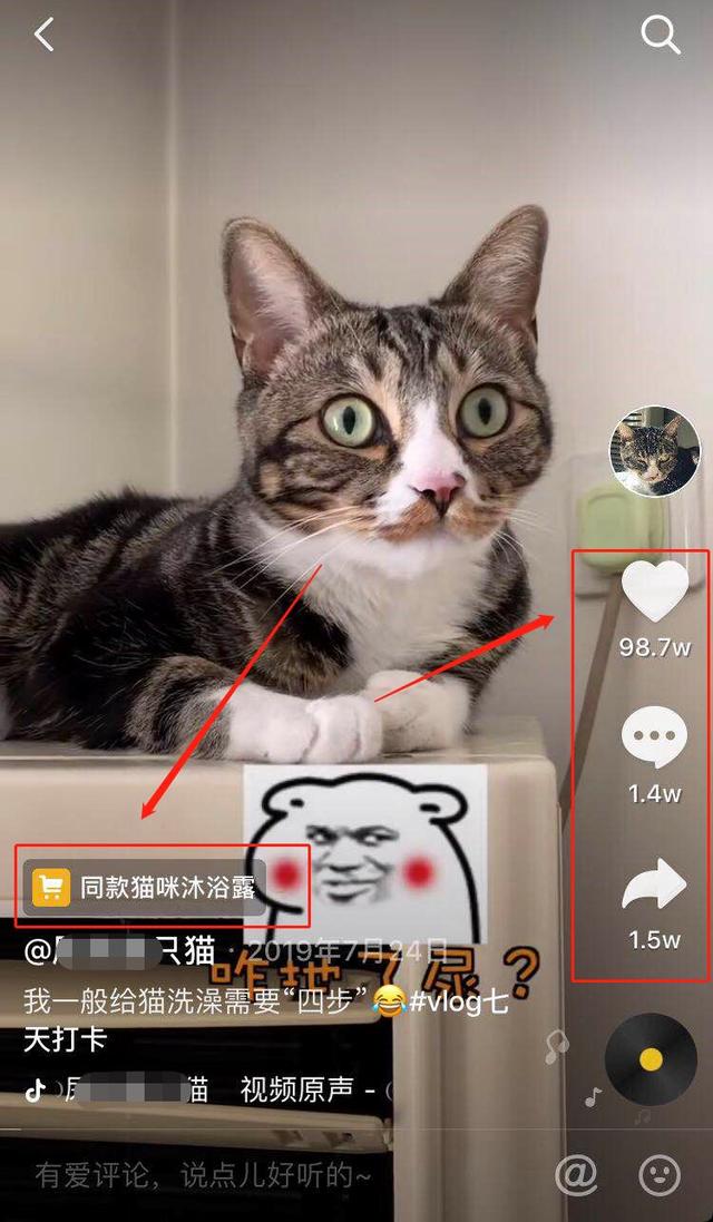 月入上千的宠物项目,信息差还能这么玩!