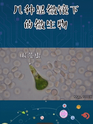 视频混剪:月入20w的短视频淘客玩法