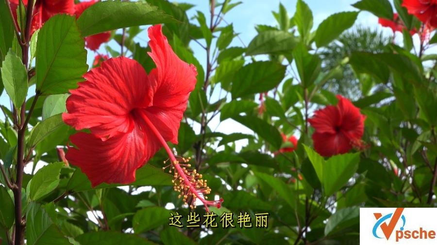 2017 《婆罗洲：亚洲的魅力》[4K画质 极致影像 精彩呈现]UHD.2160p.DTS-HDxH265-中文字幕9GB 百度云