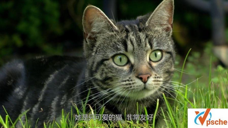 BBC纪录片《猫咪观察》三部曲百度云