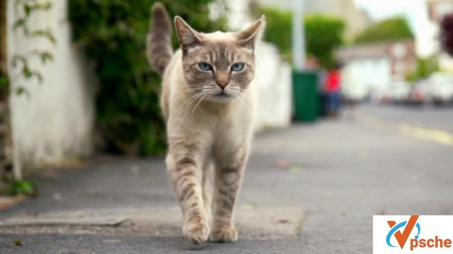 BBC纪录片《猫咪观察》三部曲百度云