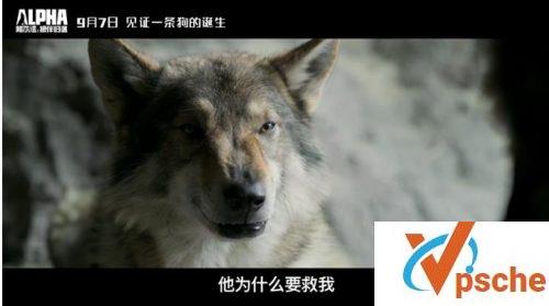 阿尔法:狼伴归途