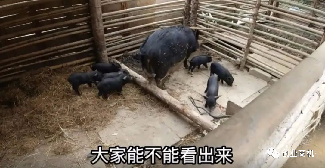 图片[1]-农村暴利养殖项目，才养三只黑猪，年收益60000-云上仙人说钱
