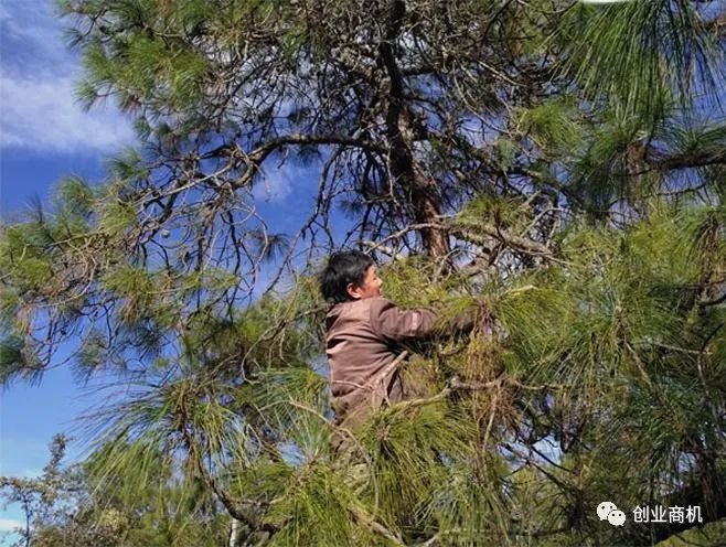 图片[4]-农村冷门小商机，38岁小伙花800元办松针茶厂，年纯赚45万。-云上仙人说钱