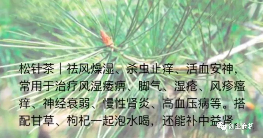 图片[2]-农村冷门小商机，38岁小伙花800元办松针茶厂，年纯赚45万。-云上仙人说钱
