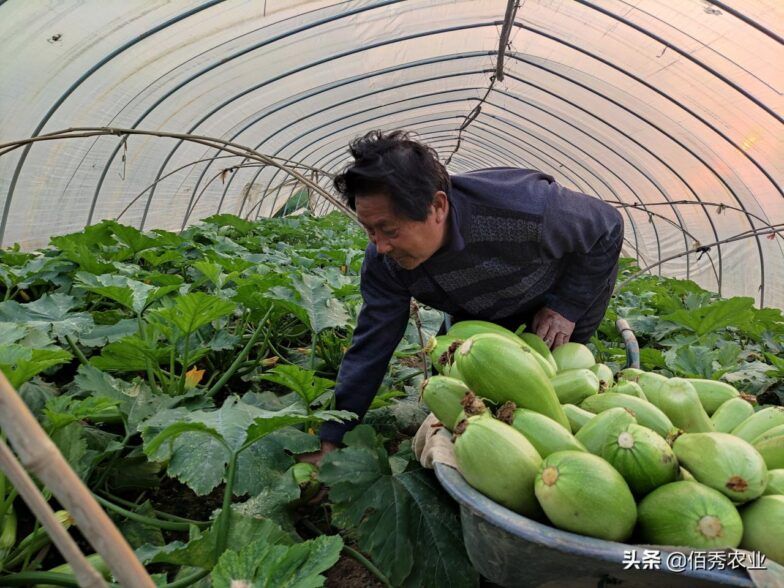 农村商机好项目有哪些（不想打工，4个适合农村致富门路）