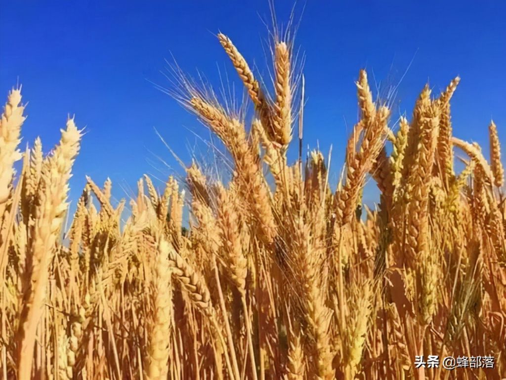 种植业什么最赚钱最有前景?(推荐3种亩产收入上万元农作物) 种植业什么最赚钱最有前景?(推荐3种亩产收入上万元农作物)