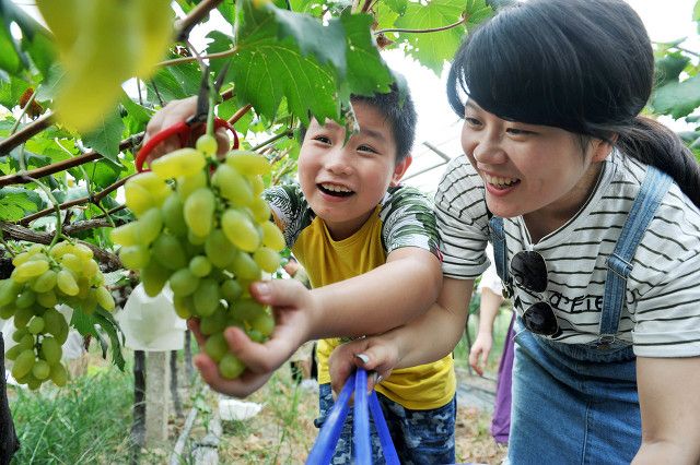 农场种什么最赚钱（农村回乡创业种这2种亩收入超1万元）