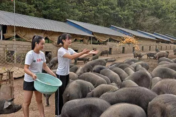 图片[1]-养猪技术教程售卖，一单298元你你觉得他不香吗。-云上仙人说钱