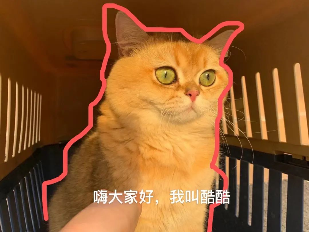 分享一个年入五十万项目《宠物猫舍》