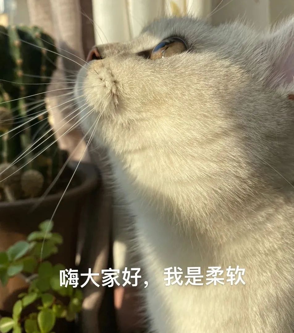 分享一个年入五十万项目《宠物猫舍》