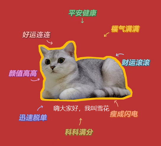分享一个年入五十万项目《宠物猫舍》 分享一个年入五十万项目《宠物猫舍》
