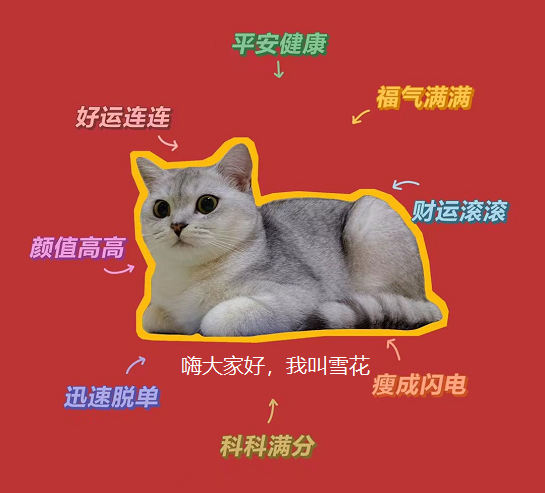 分享一个年入五十万项目《宠物猫舍》