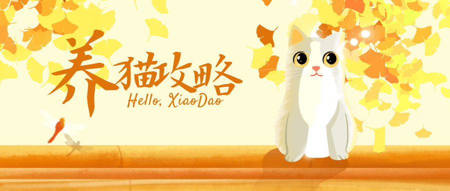 新手养猫的注意事项_新手训猫养猫攻略大全，助你成为养猫专家!