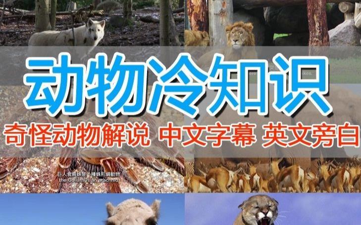 外面卖1699的国外纪录片解说(动物解说、美食、动画片)稳过中视频