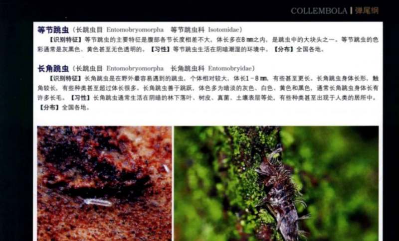 认知升级-《中国昆虫生态大图鉴》全691页电子文档合集