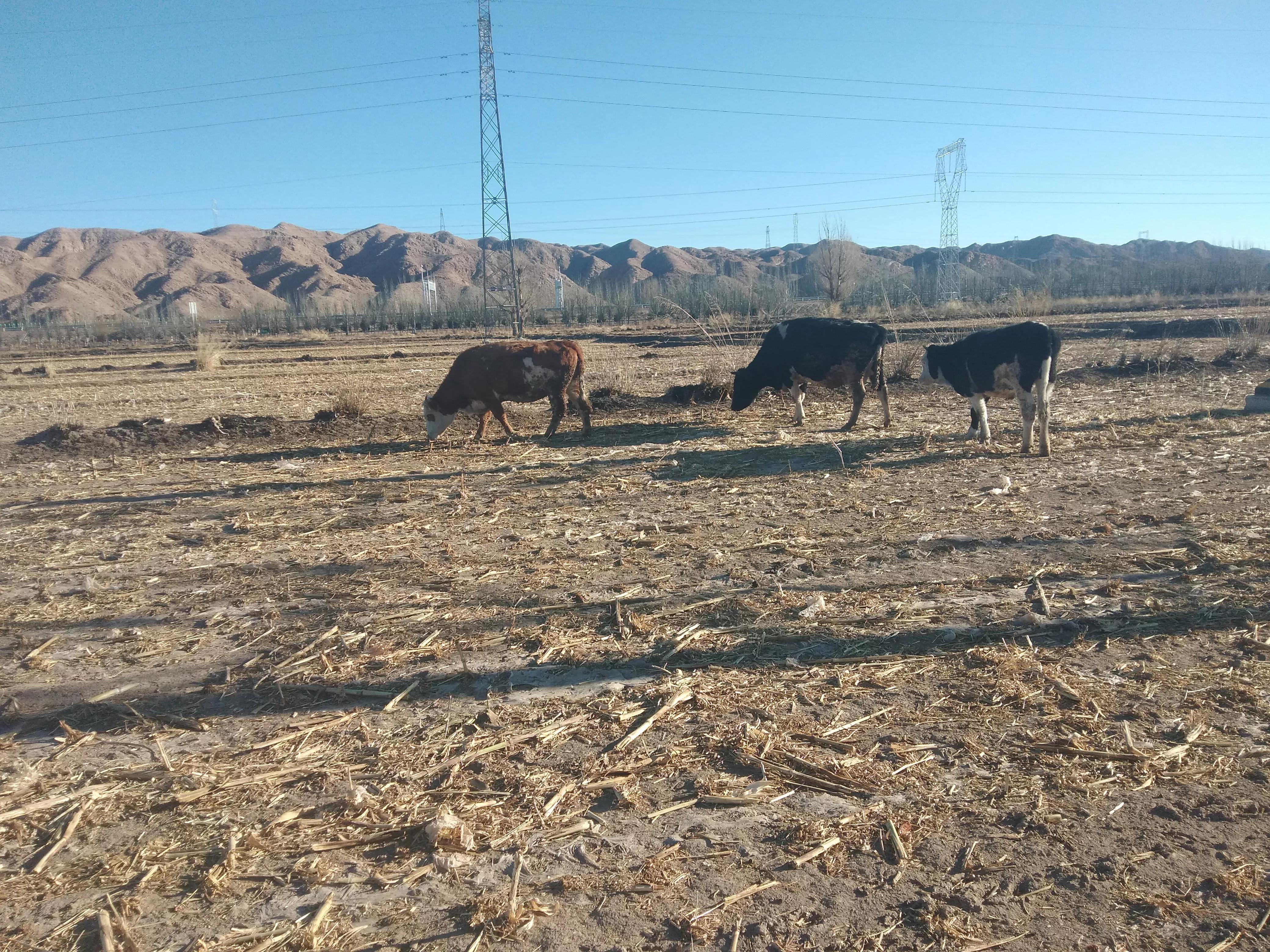 养牛利润一年多少钱 养牛挣钱还是养羊挣钱